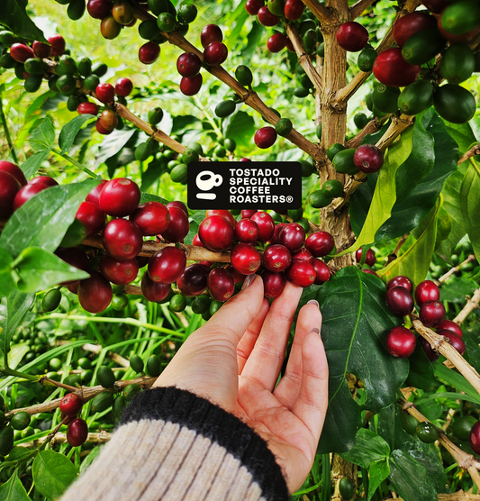 Nuestra Historia Tostado Speciality Coffee Roasters